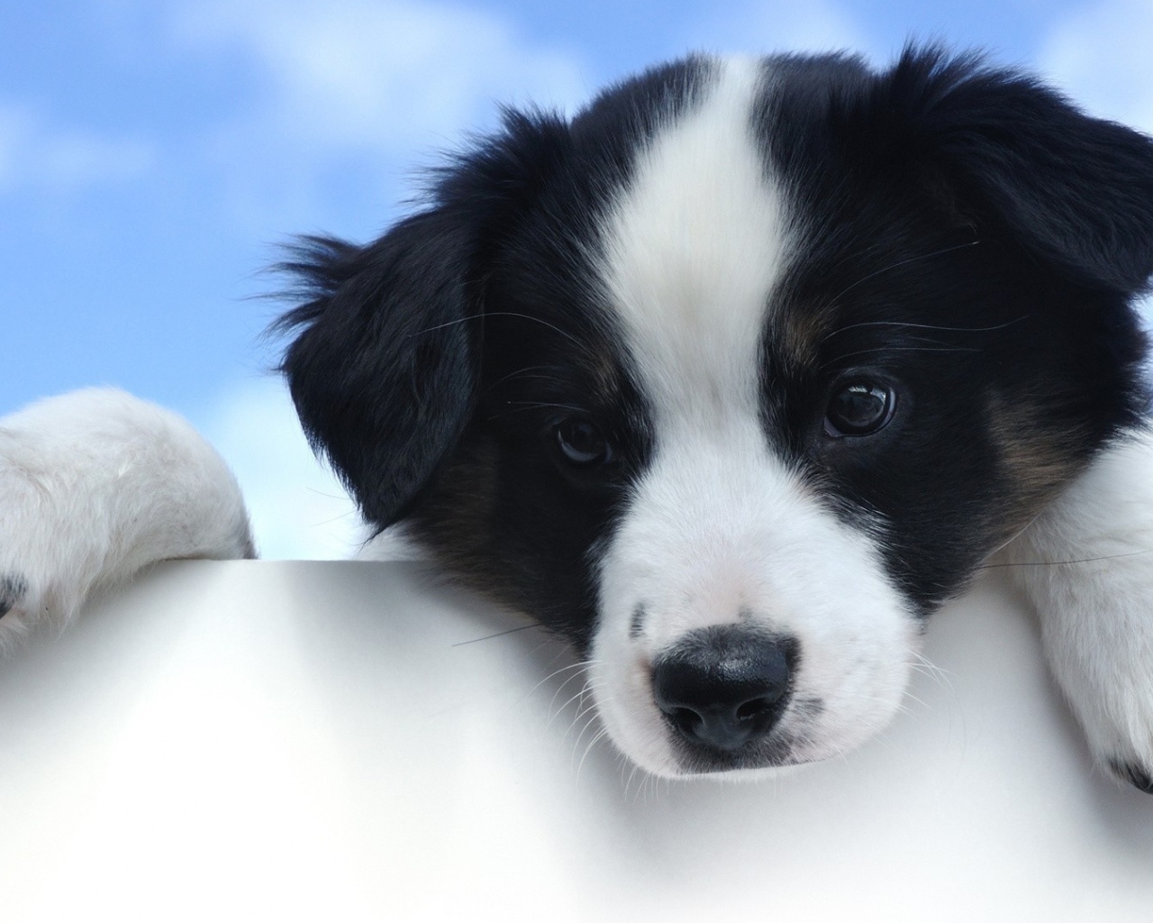 Маленький грустный щенок породы бордер колли