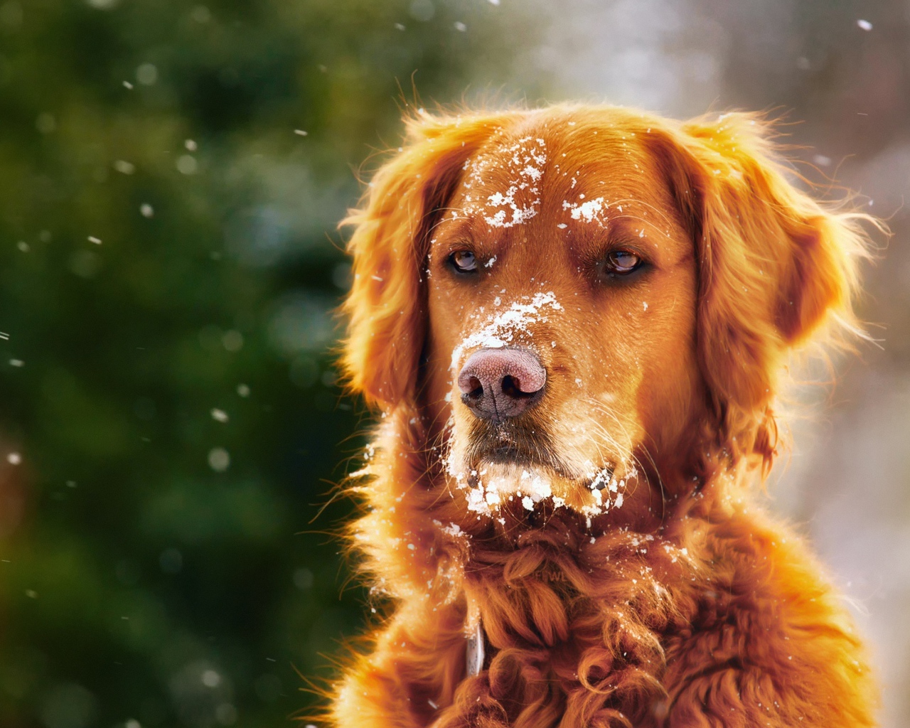 Породистая собака с мордой в снегу