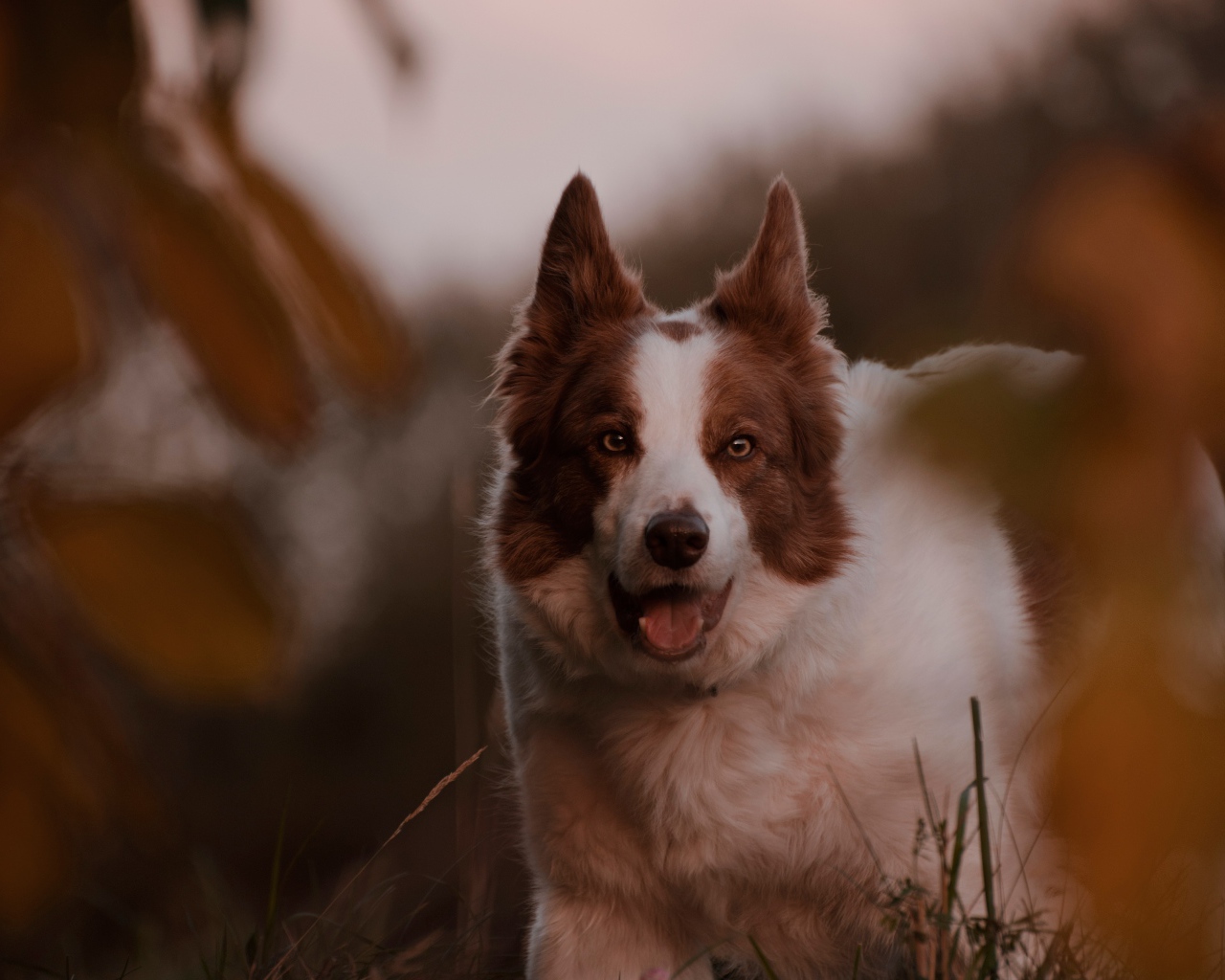 Породистая собака с открытой пастью