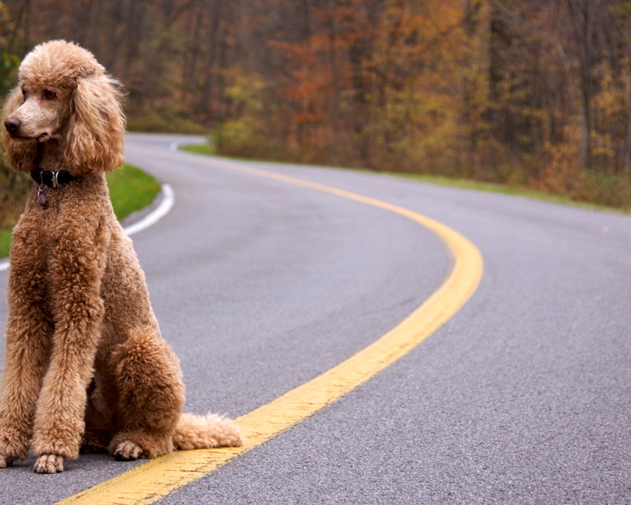 Пудель сидит на дороге