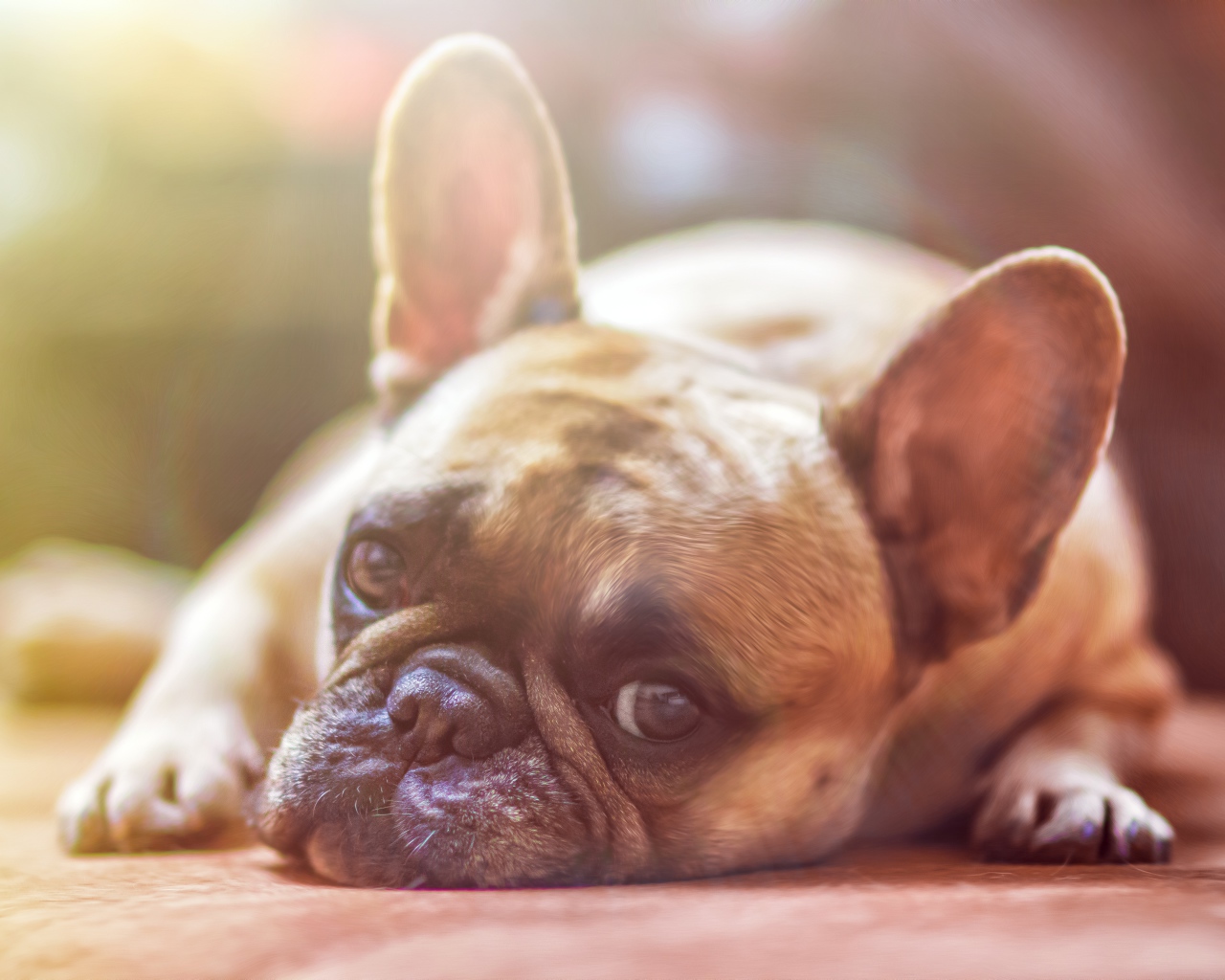 Грустный французский бульдог лежит на полу