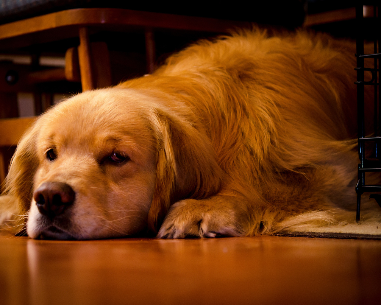 Грустный золотистый ретривер лежит под столом
