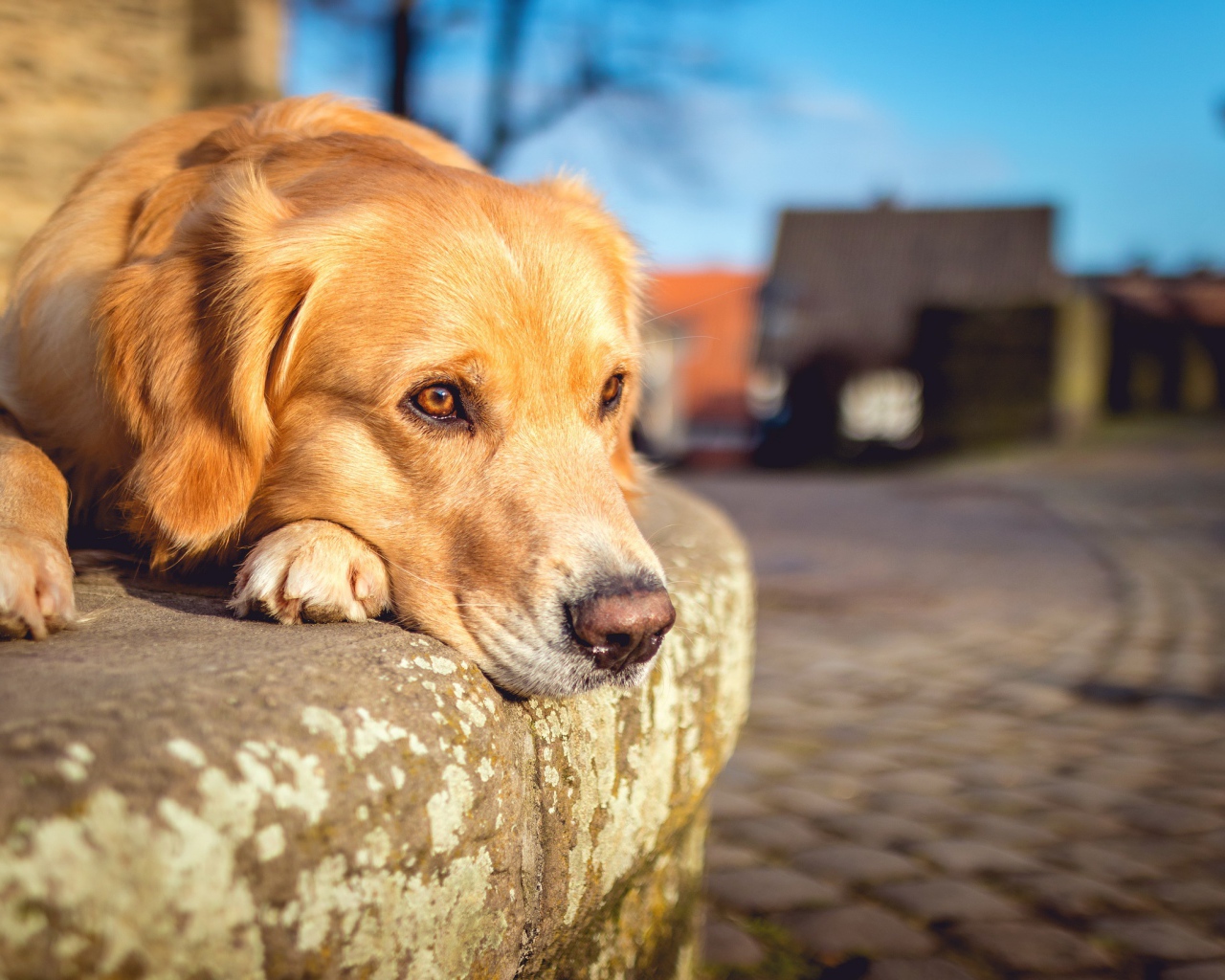 Грустный рыжий пес лежит у дороги