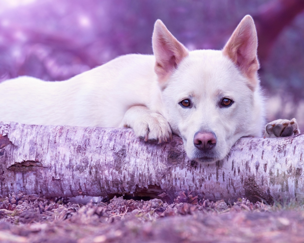 Грустная белая овчарка лежит на дереве