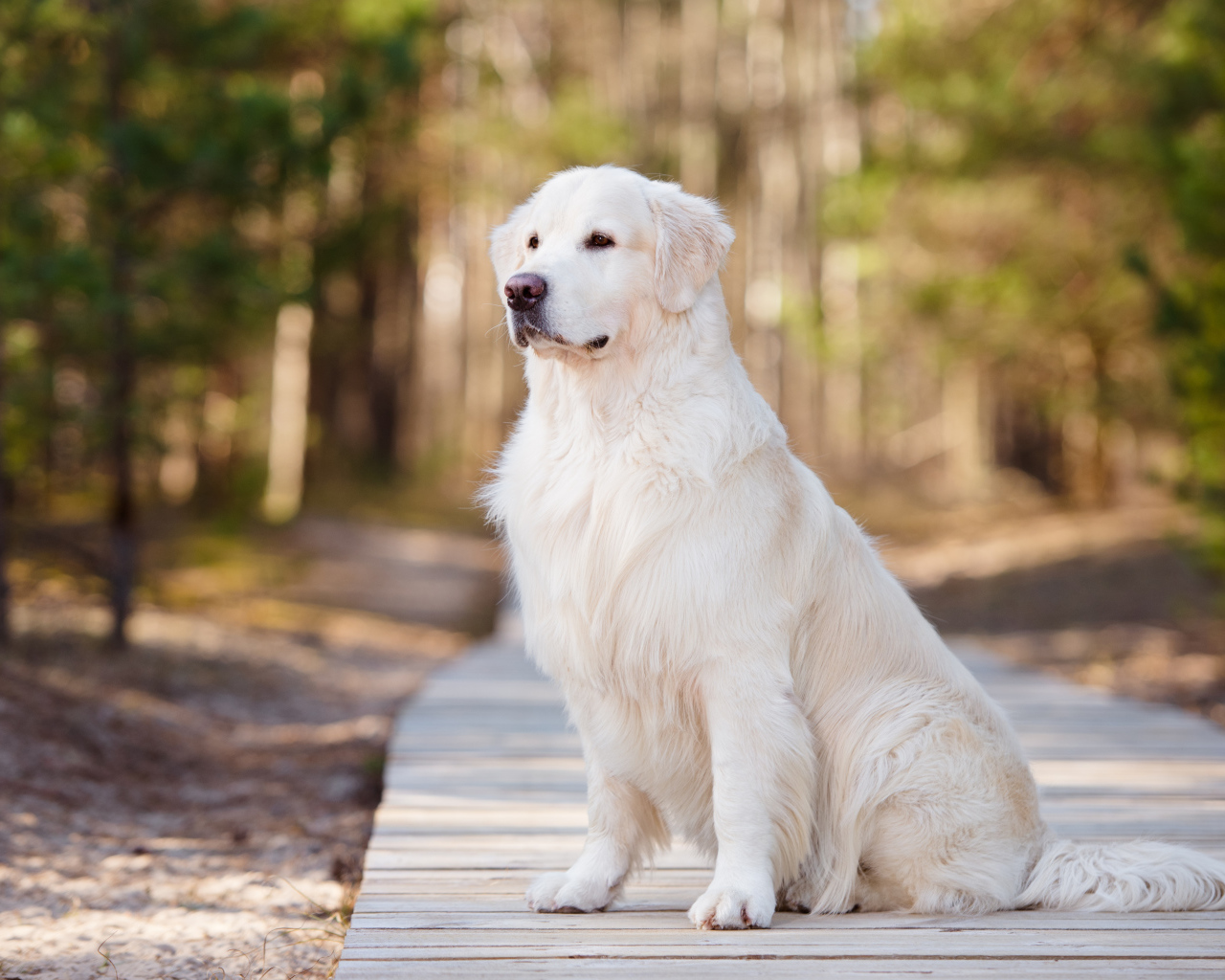Серьезный золотистый ретривер сидит на деревянном мосту