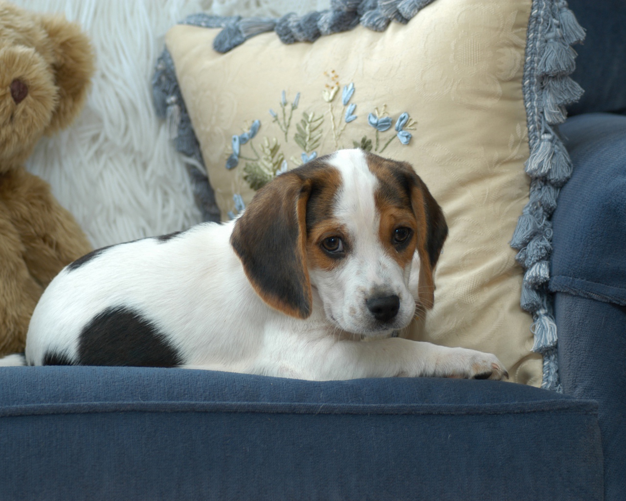 Маленький щенок бигль  лежит на диване с подушками