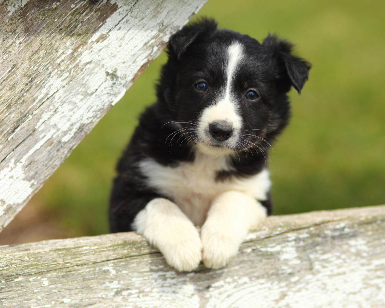 Маленький черно-белый щенок бордер-колли