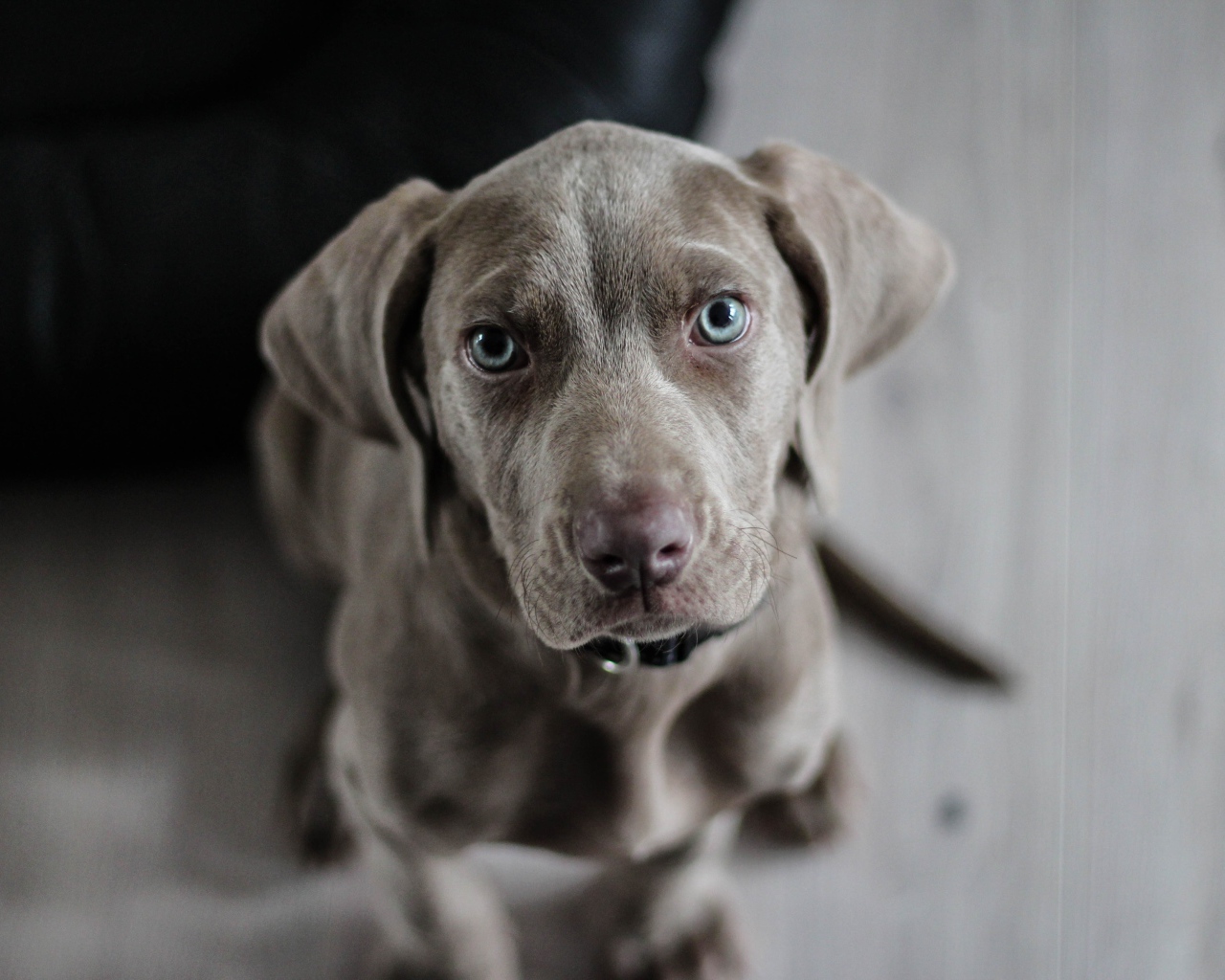 Маленький голубоглазый щенок породы Веймаранер