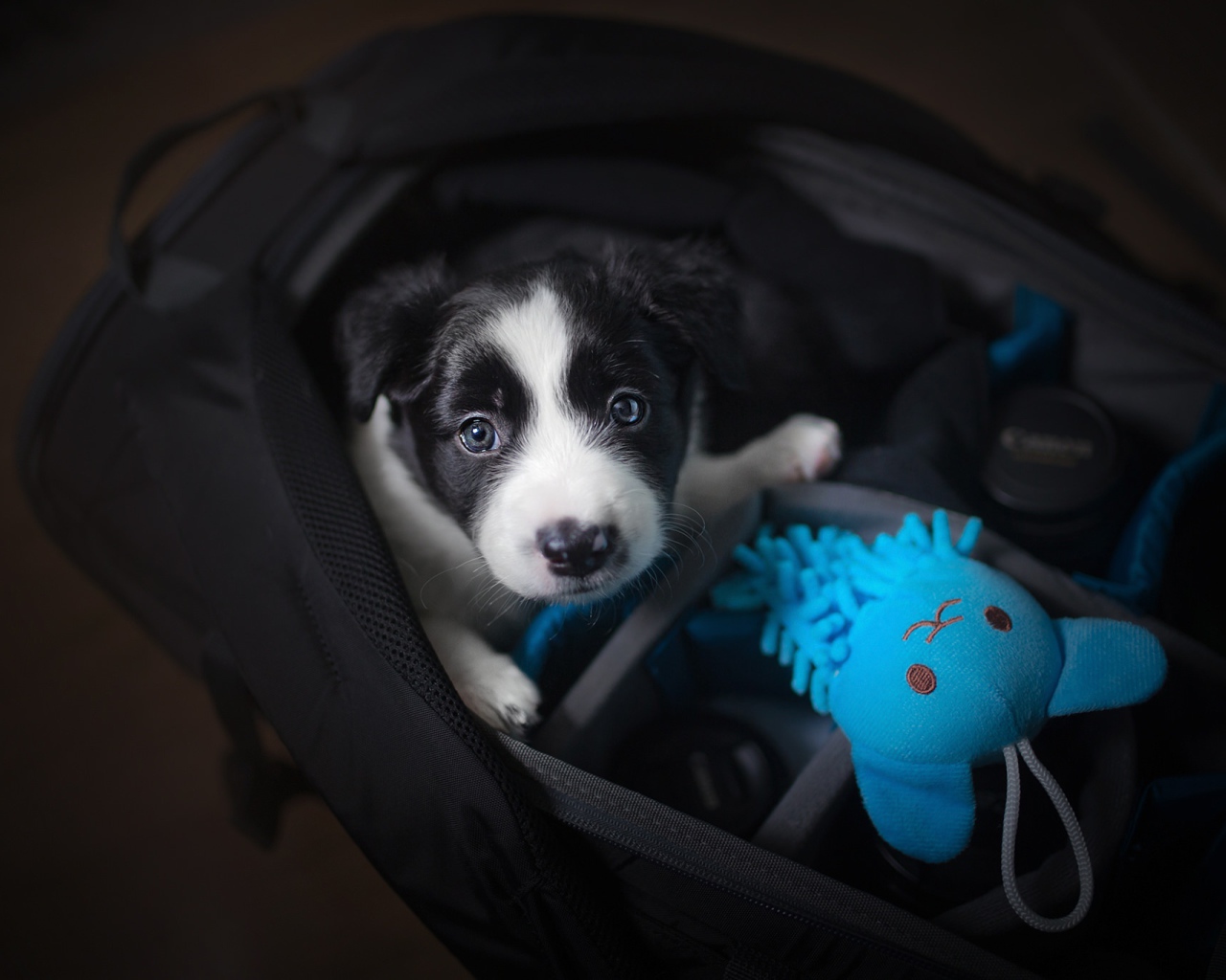 Маленький щенок сидит в сумке 