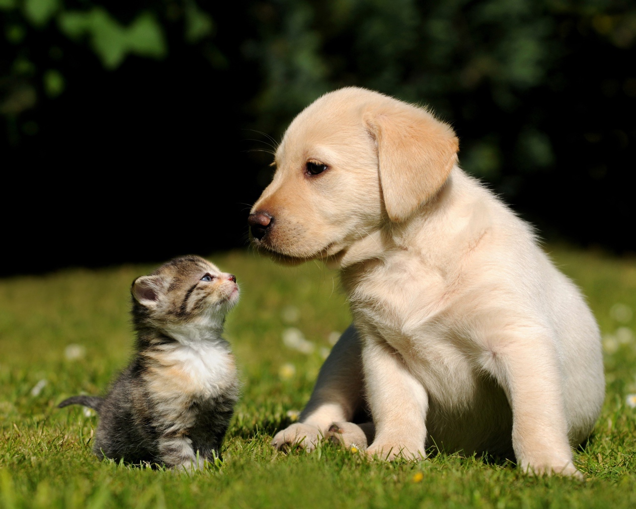 Маленький щенок золотистого ретривера и серый котенок на зеленой траве