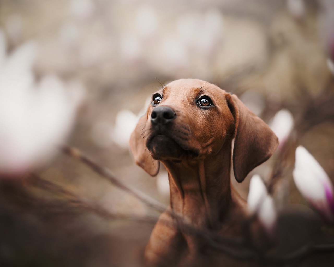 Маленькая грустная такса в розовых цветах