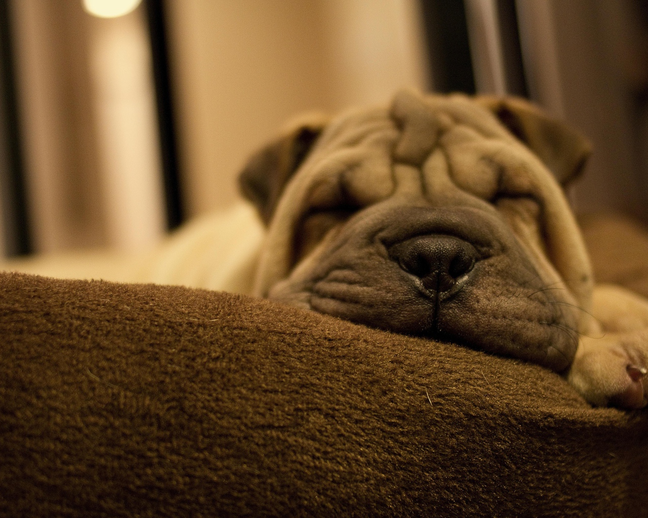 Маленький спящий щенок шарпея