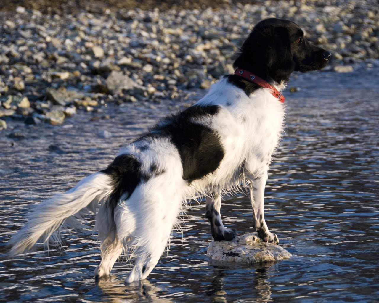 Охотничья собака породы стабихун стоит в воде