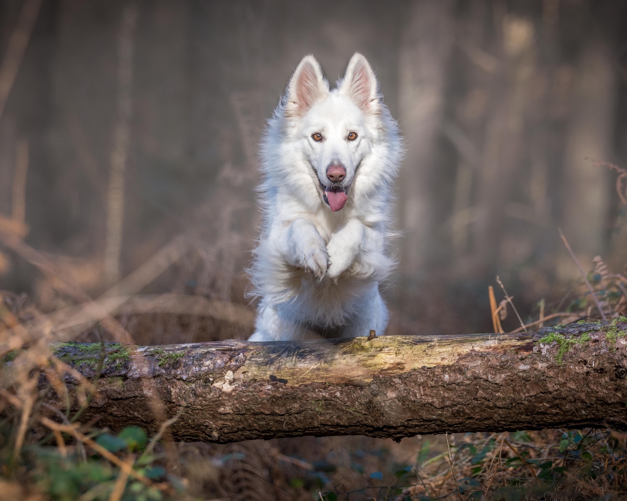 Белая овчарка перепрыгивает через упавшее дерево 