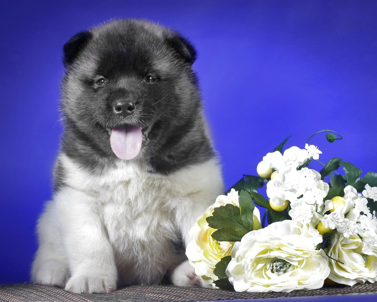 Щенок Акита-ину с высунутым языком на синем фоне с букетом цветов