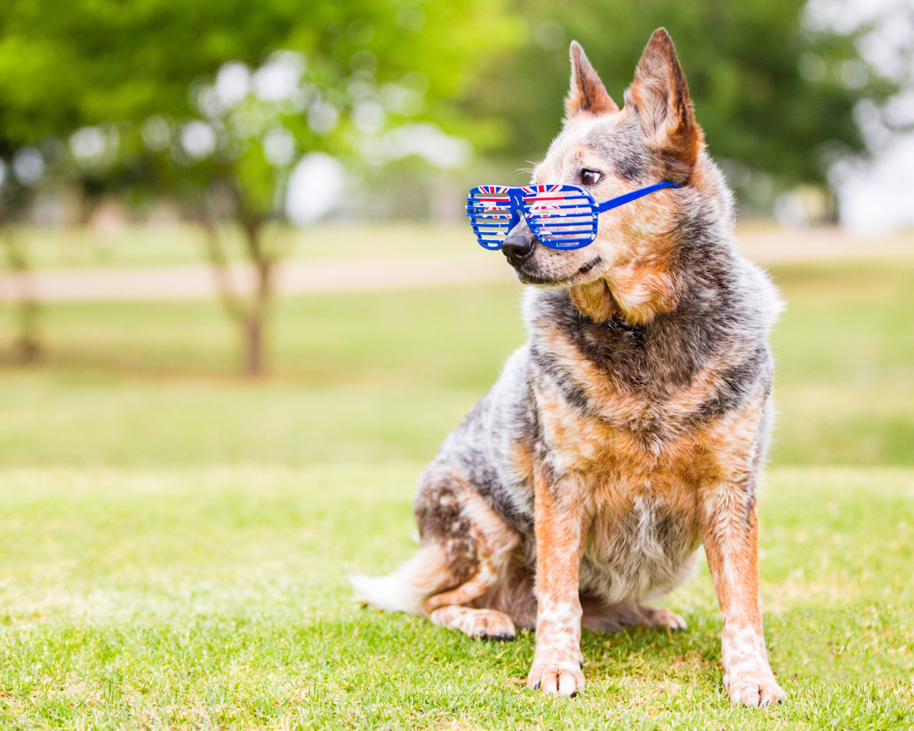 Австралийская пастушья собака  в очках на зеленой траве