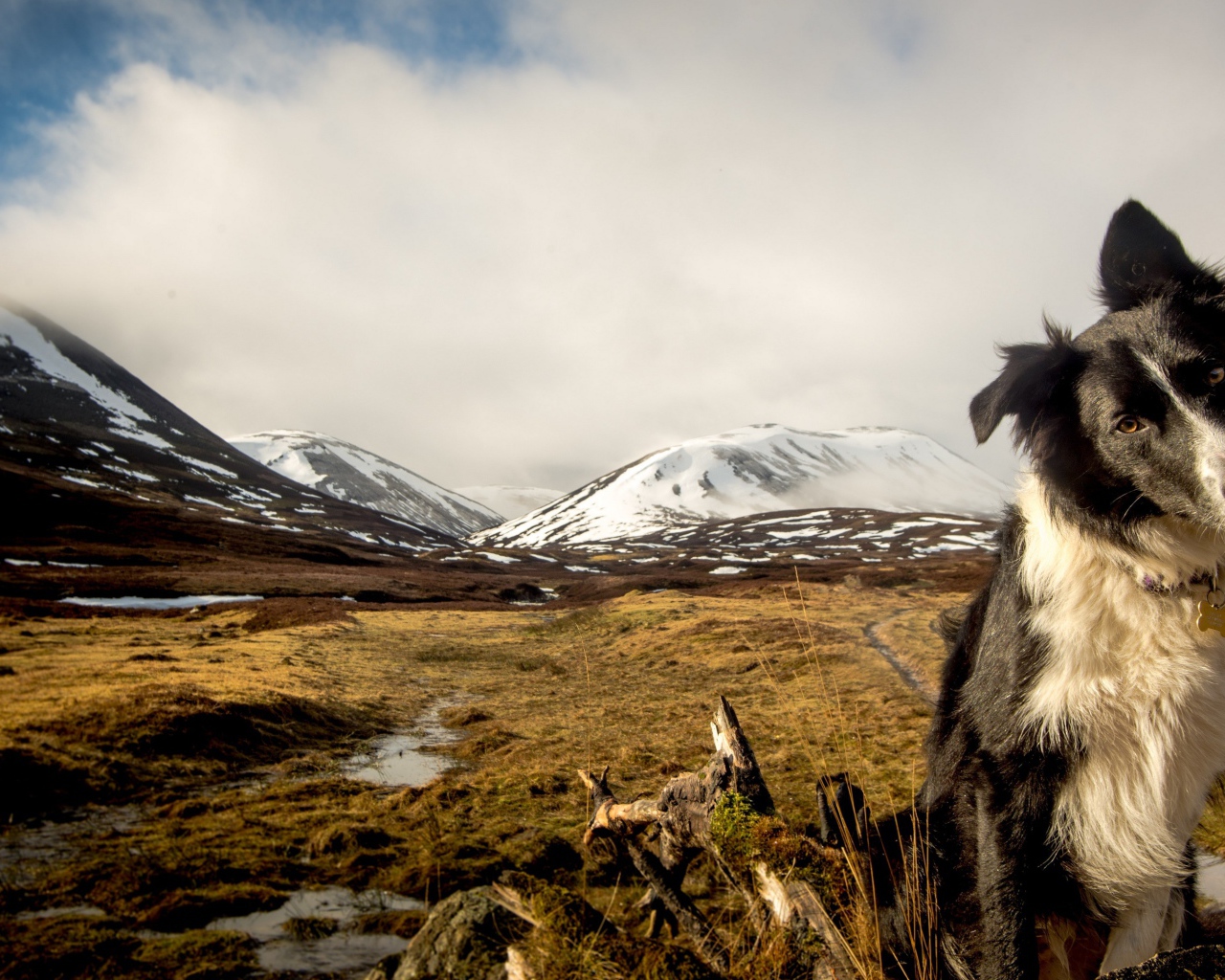 Австралийская овчарка на фоне заснеженных гор