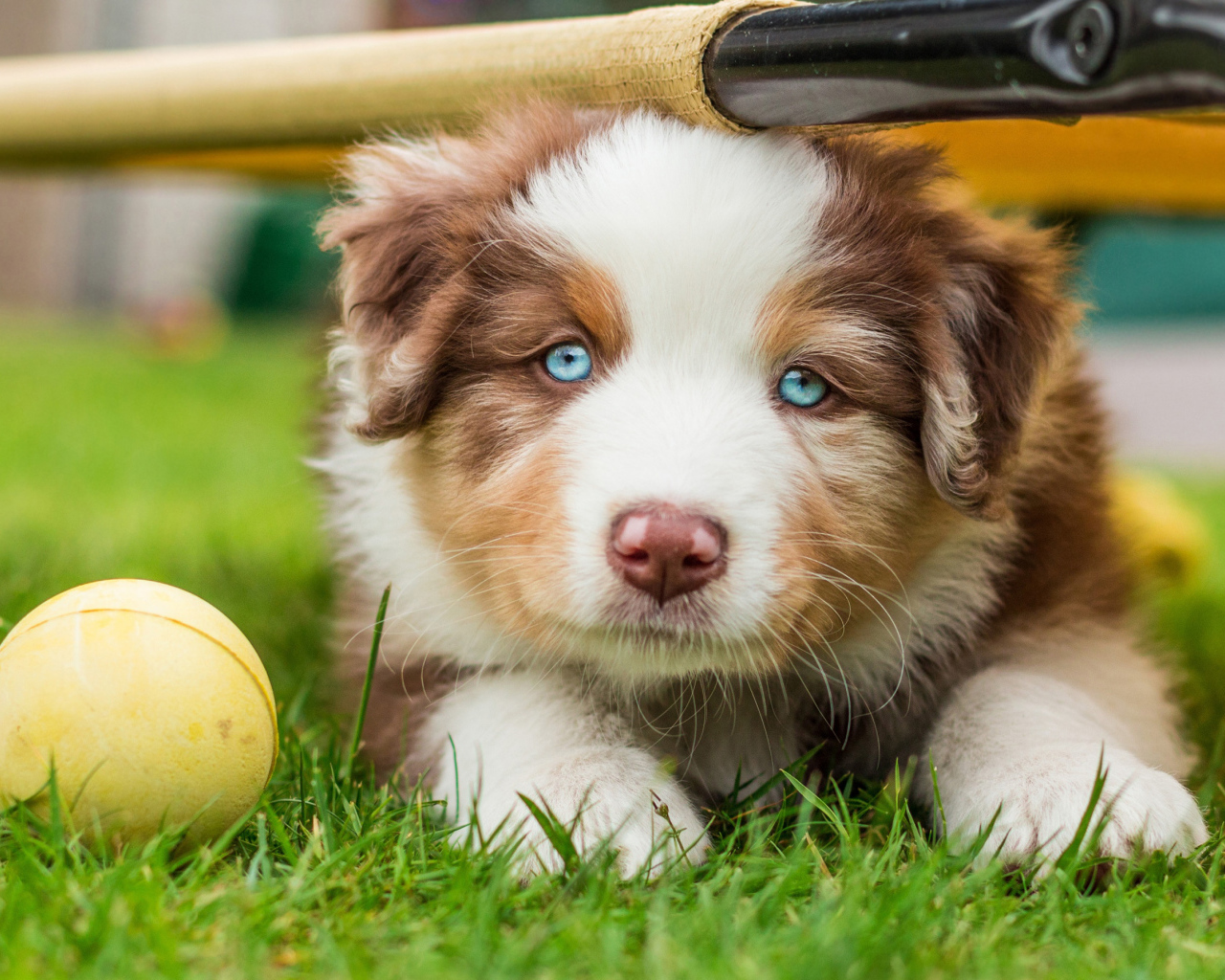 Щенок Австралийской овчарки с мячиком на зеленой траве