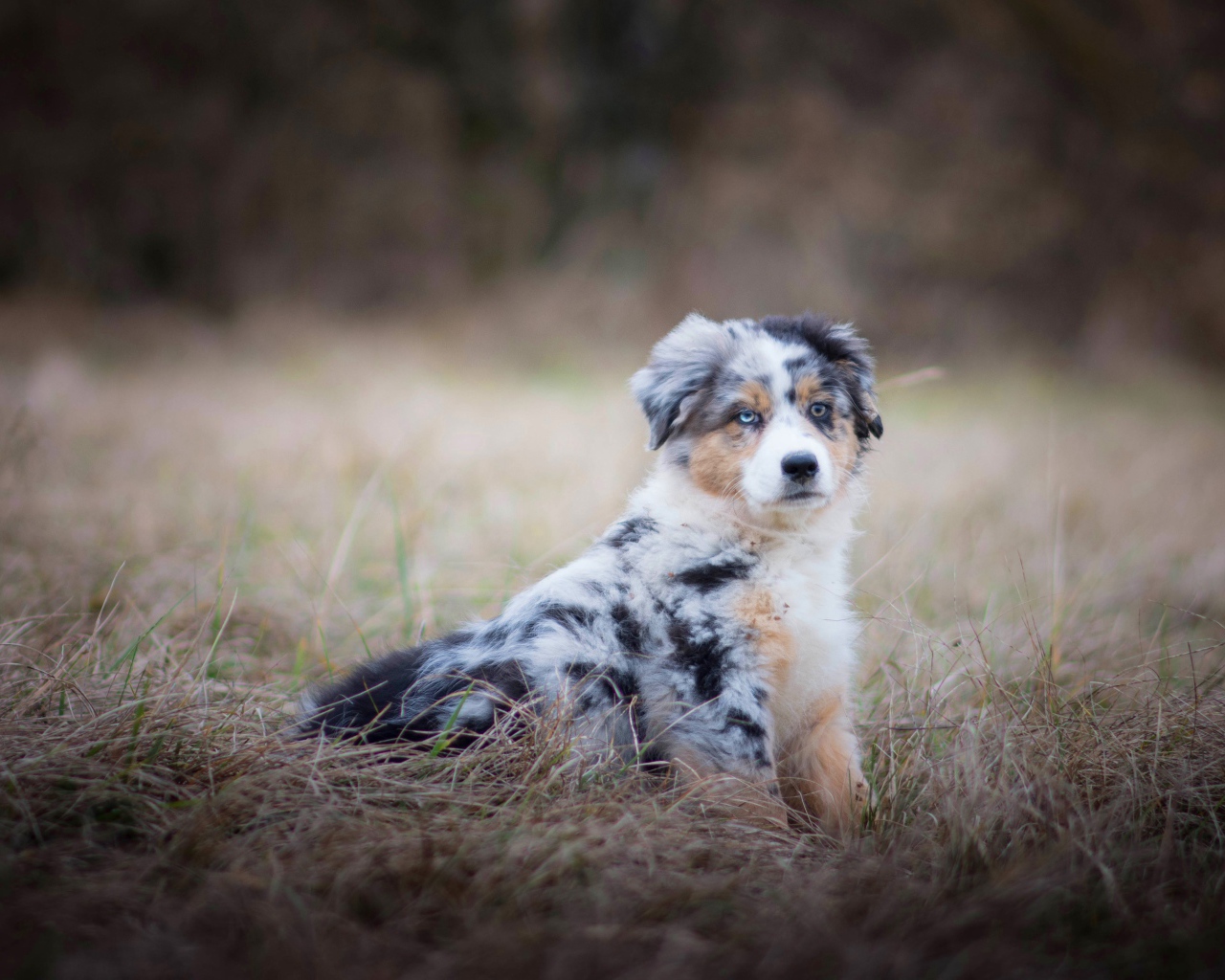 Australian Shepherd puppy with different eyes sitting on the dry grass