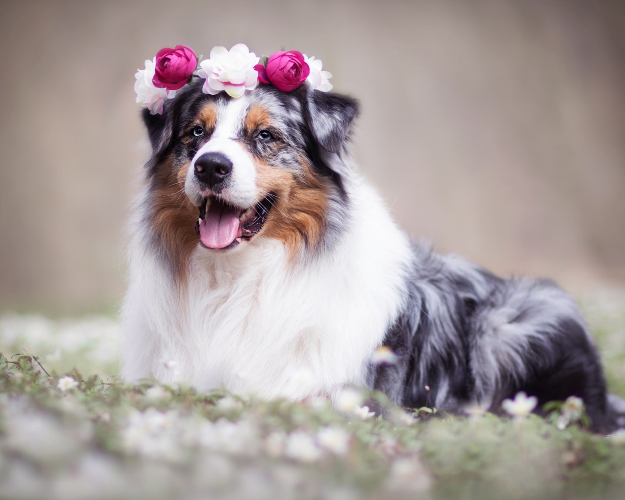 Австралийская овчарка с венком на голове 