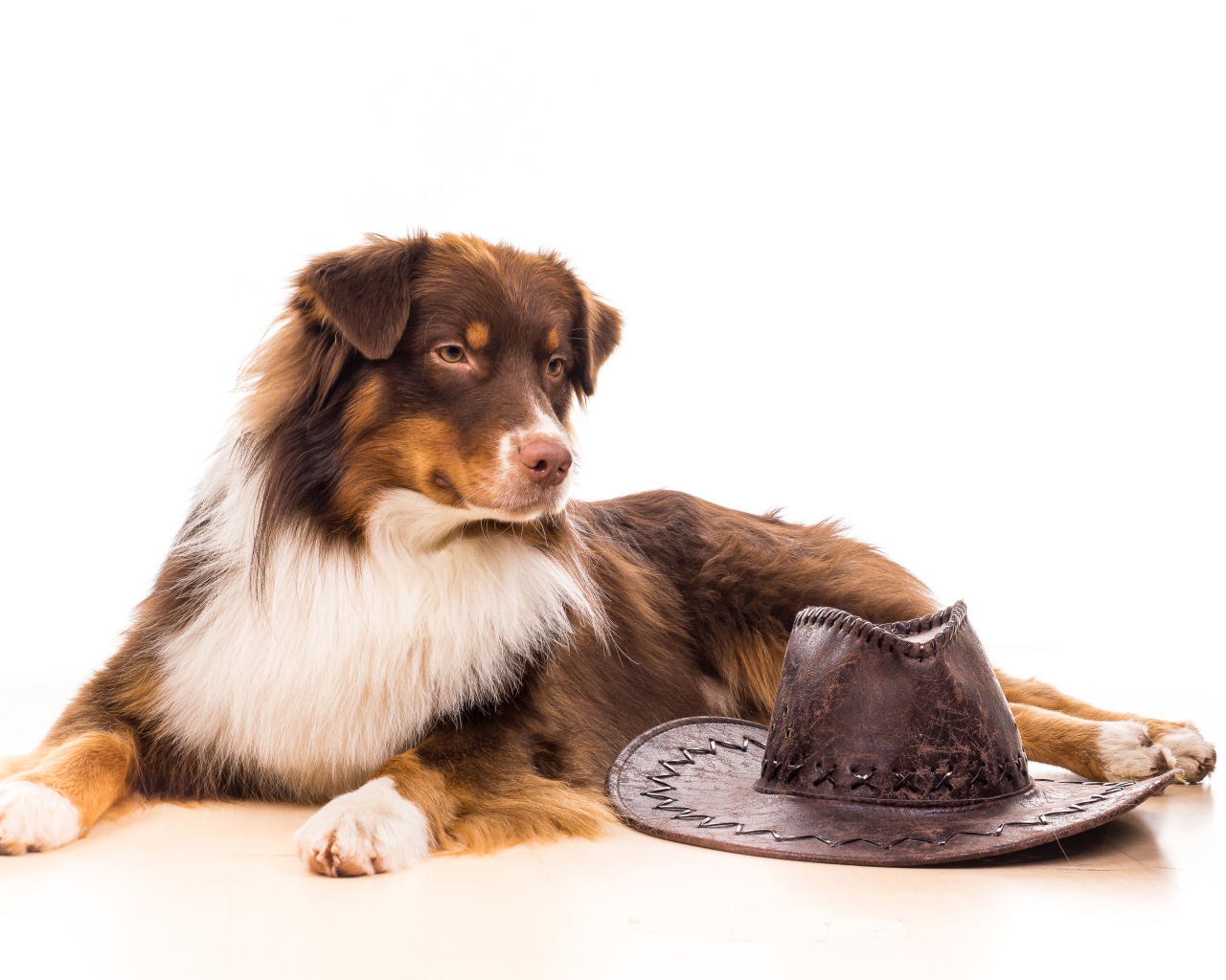 Австралийская Овчарка с ковбойской шляпой на белом фоне