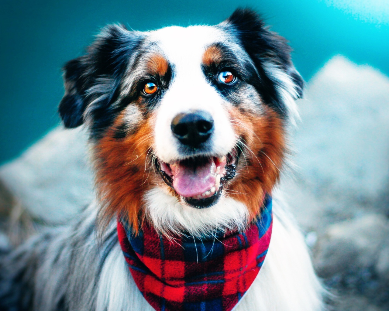 Австралийская овчарка с высунутым языком