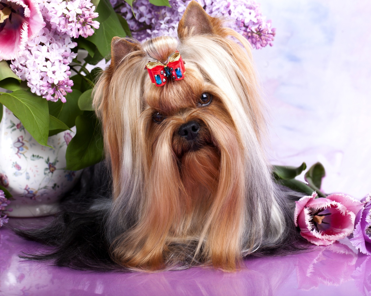 Австралийский шелковистый терьер с цветами сирени и тюльпанами