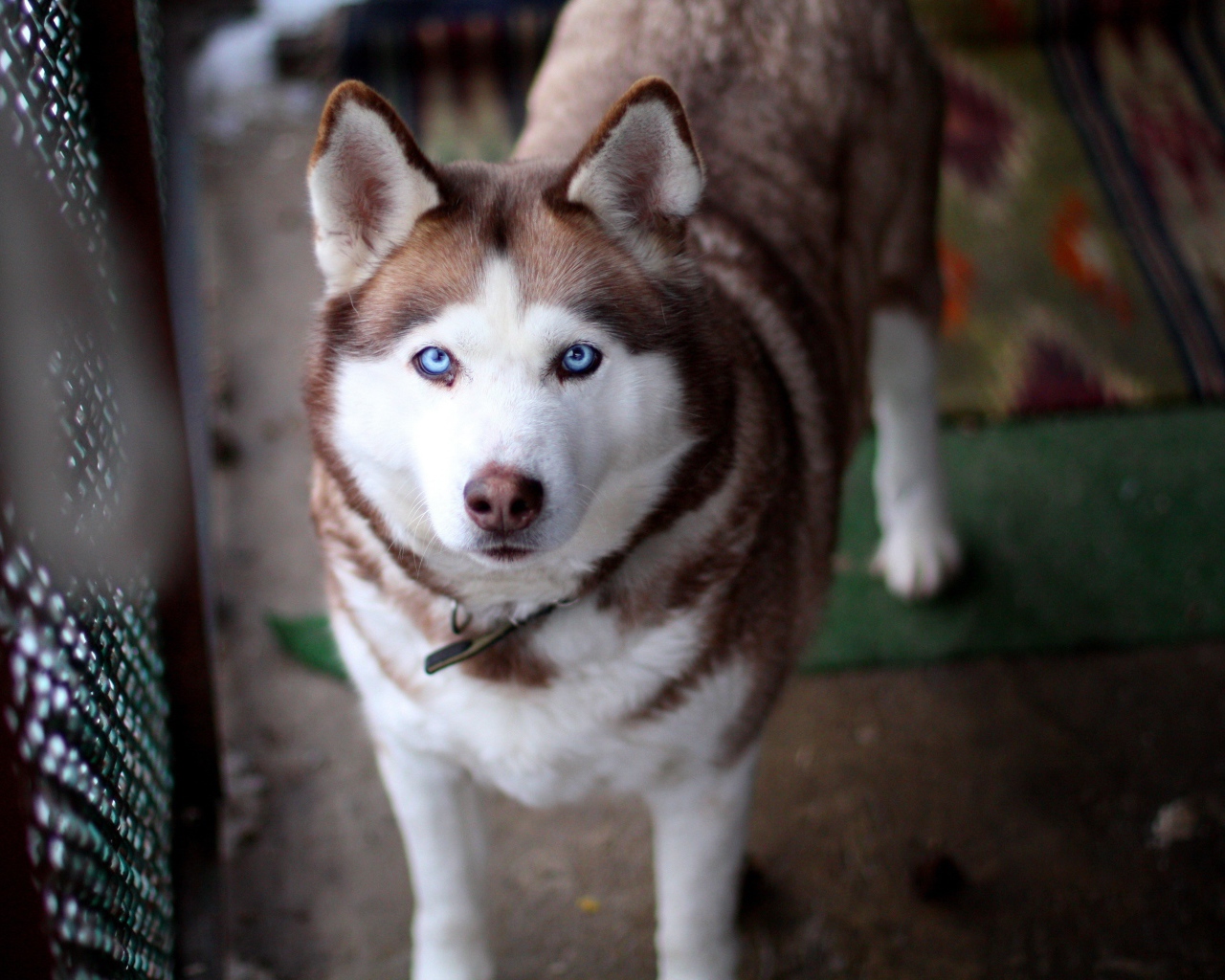 Красивый голубоглазый хаски