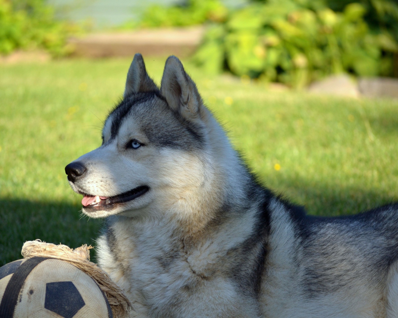 Красивый голубоглазый хаски лежит на зеленой траве