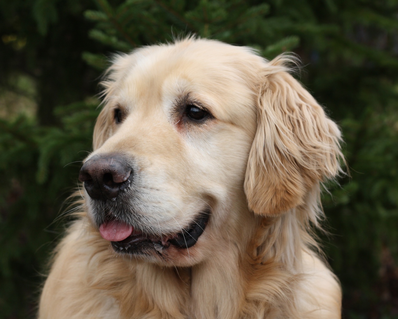 Красивый золотистый ретривер с высунутым языком