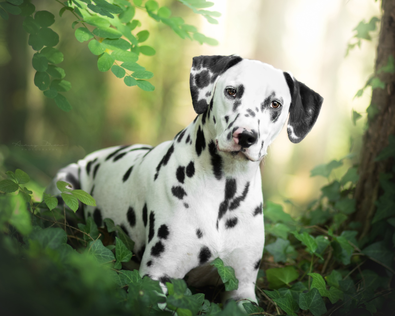 Красивый пятнистый далматин в зеленых листьях 