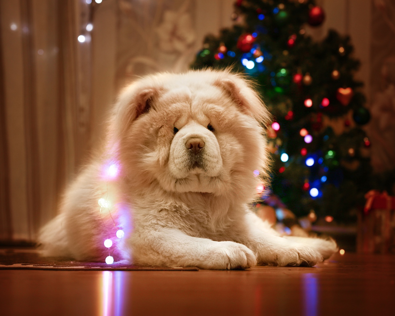 Большой красивый пес породы чау чау