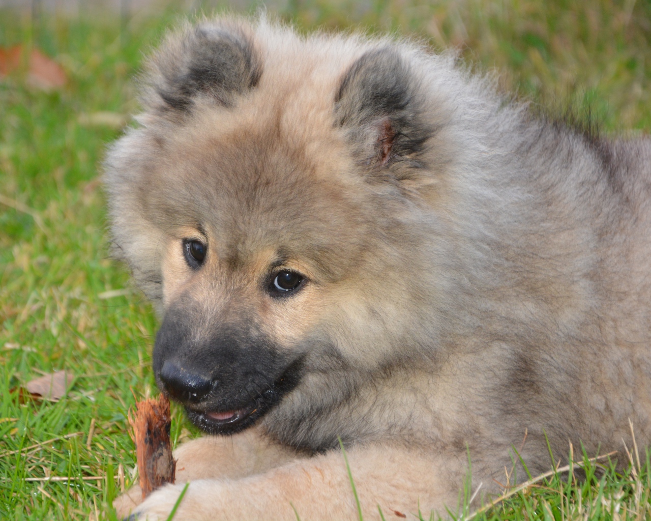 Большой пушистый щенок грызет палку на зеленой траве