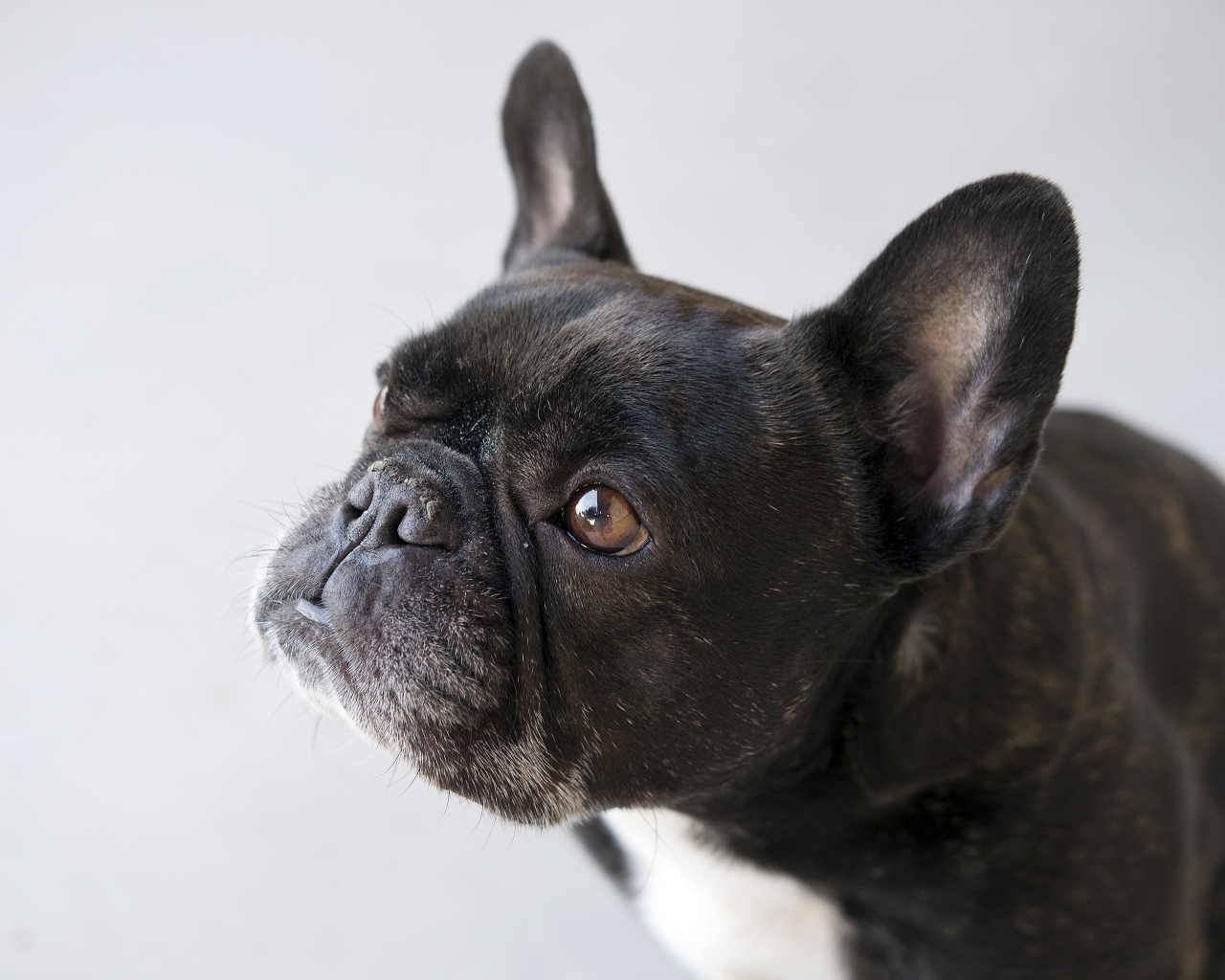 Черный французский бульдог на сером фоне