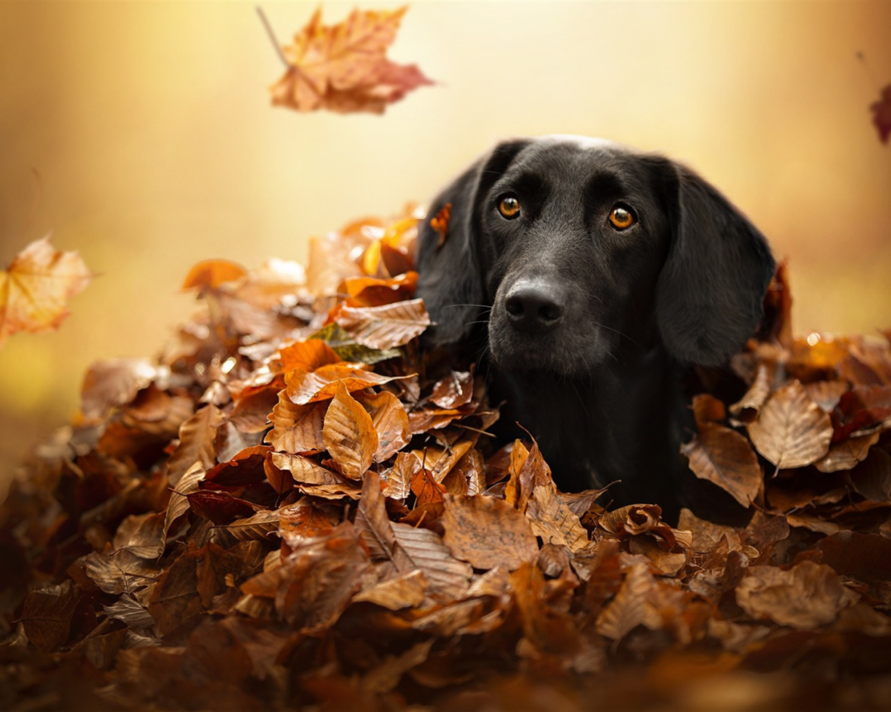 Черный лабрадор сидит в сухой опавшей листве