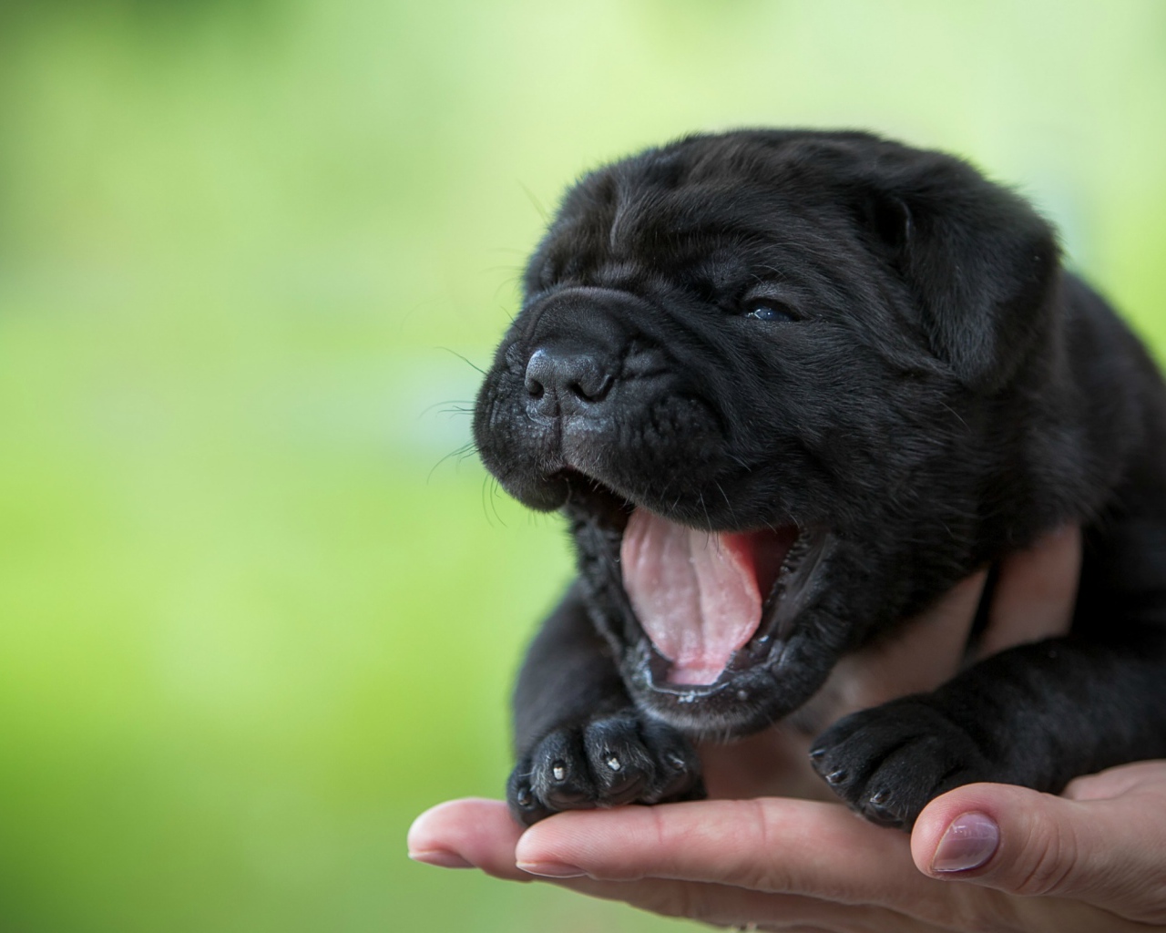 Черный милый щенок Кане-корсо зевает на руке