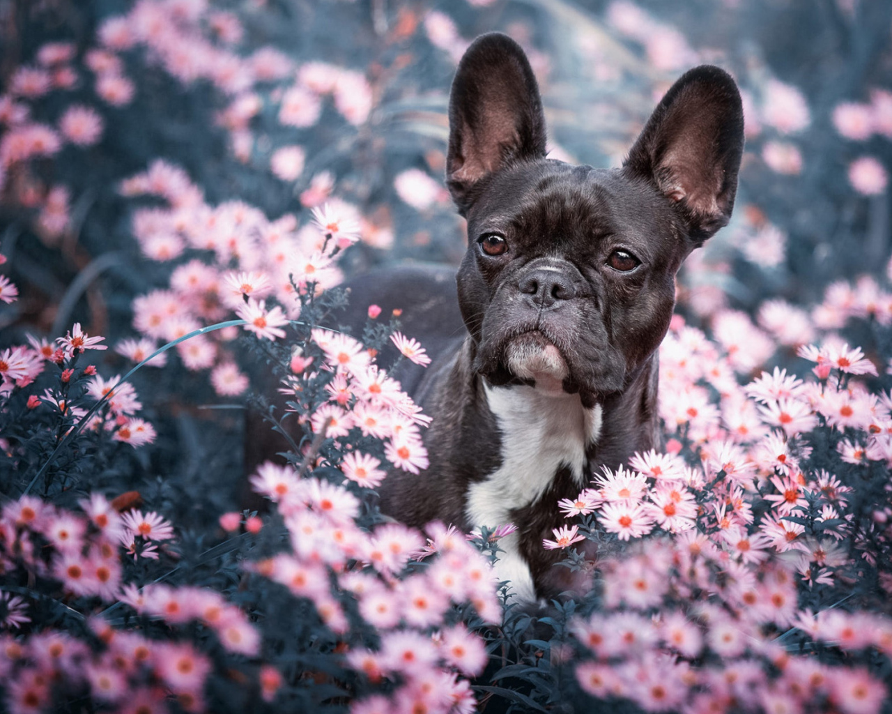 Черный французский бульдог сидит в цветах 