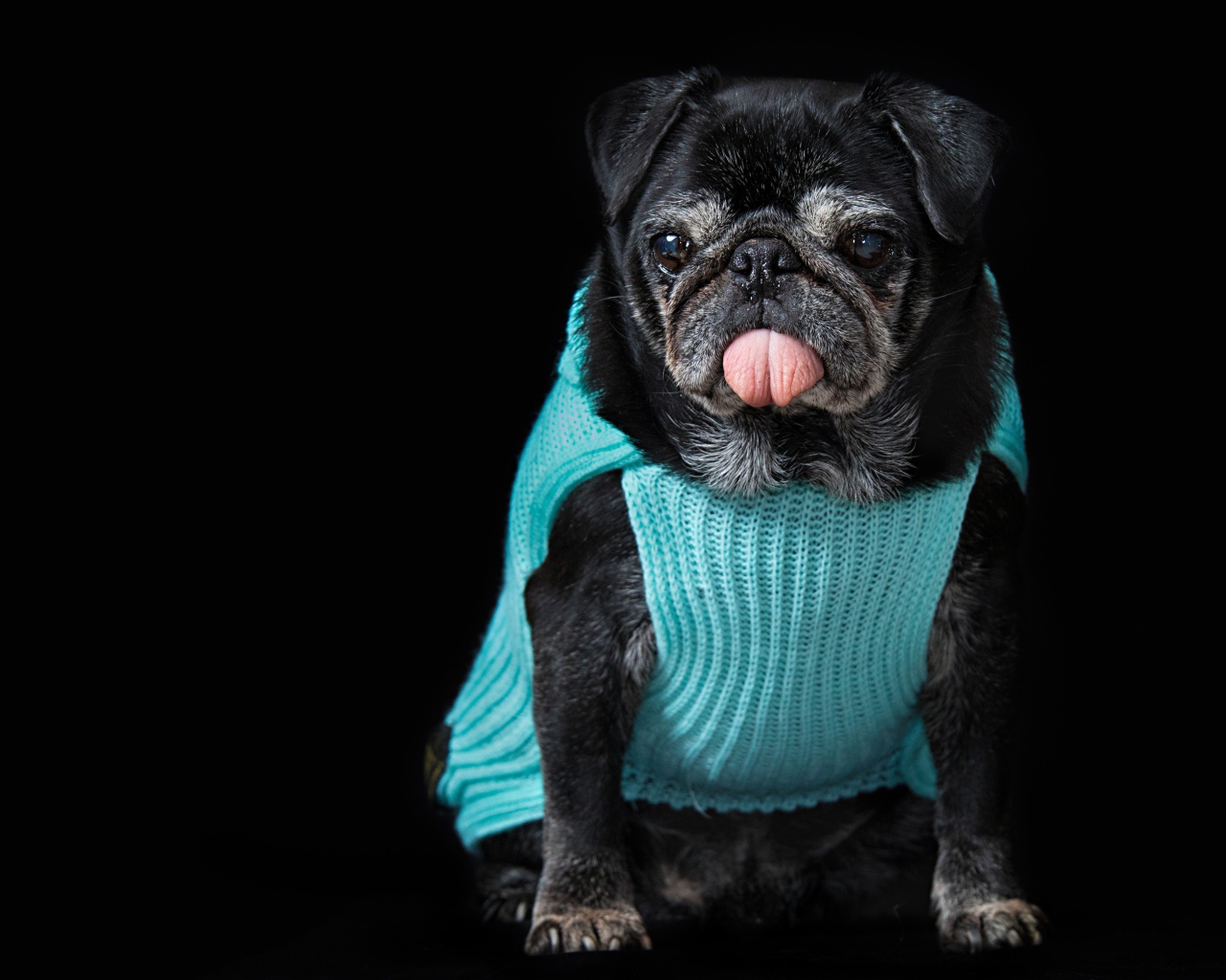 Черный мопс в свитере с высунутым языком