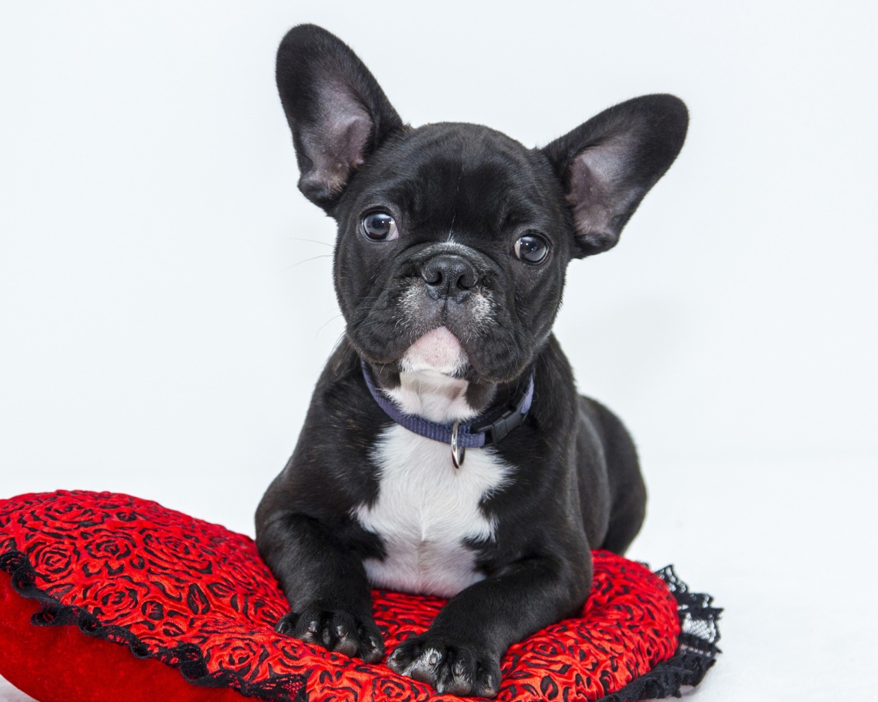 Черный щенок французского бульдога лежит на красной подушке в форме сердца 