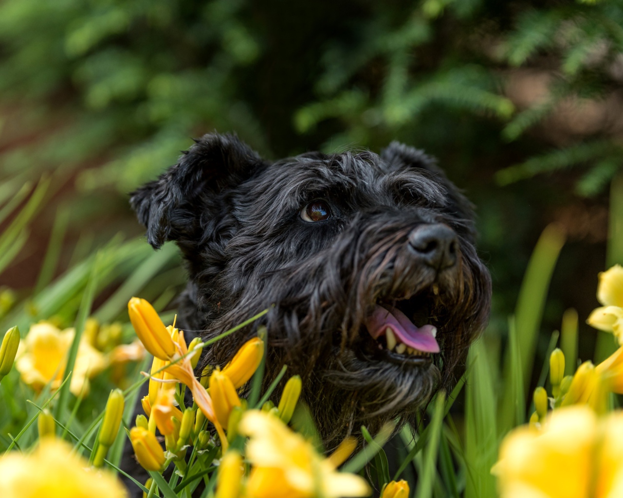 Черный лохматый пес сидит в желтых лилиях
