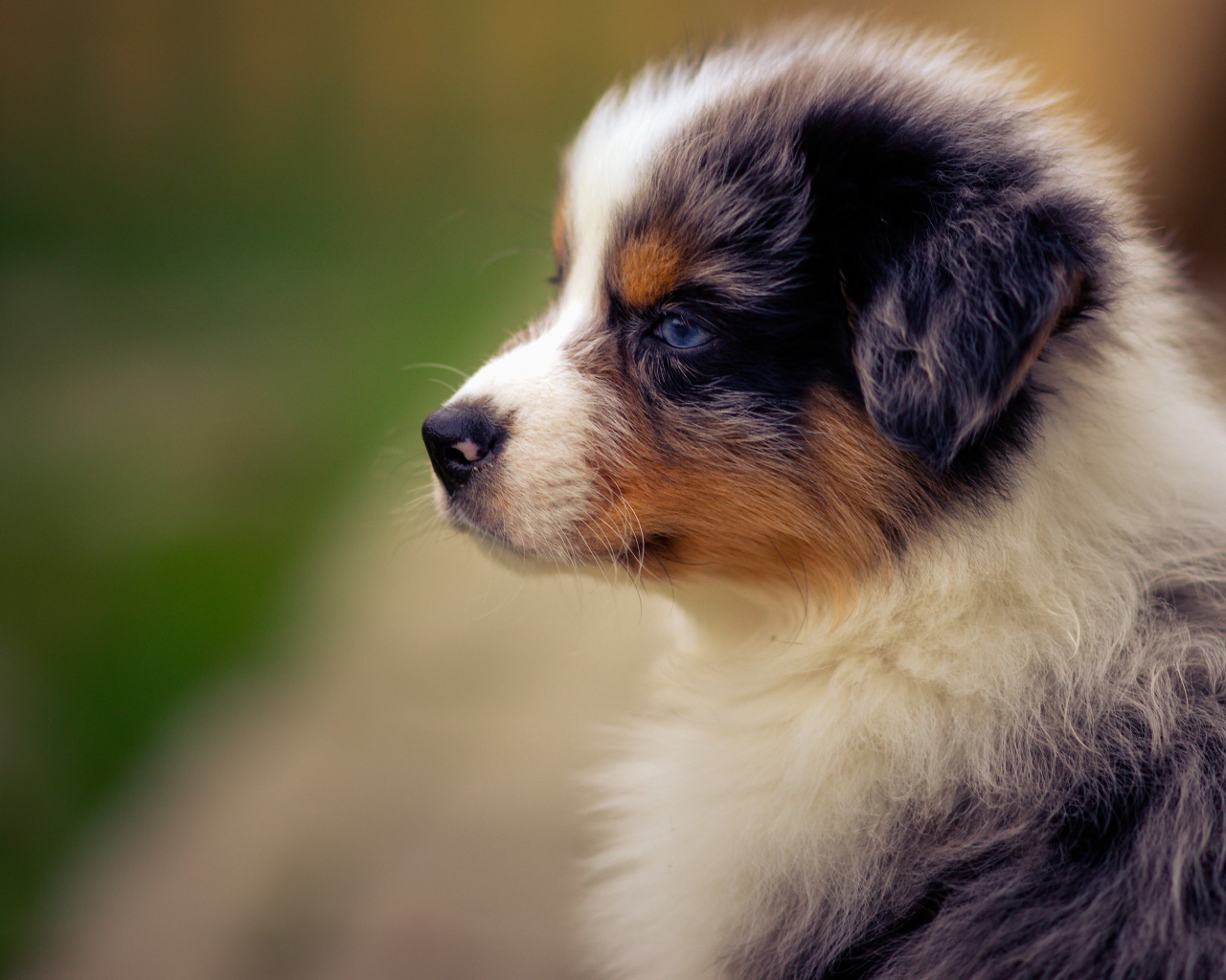 Голубоглазый щенок австралийской овчарки