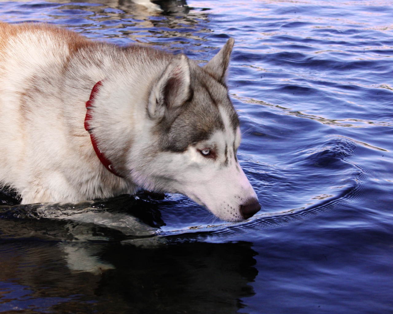 Голубоглазый хаски стоит в воде