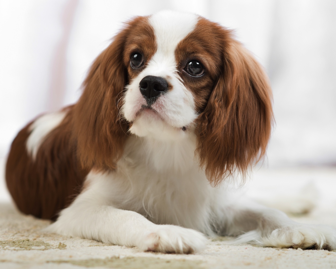 Кавалер кинг чарльз спаниель лежит на песке