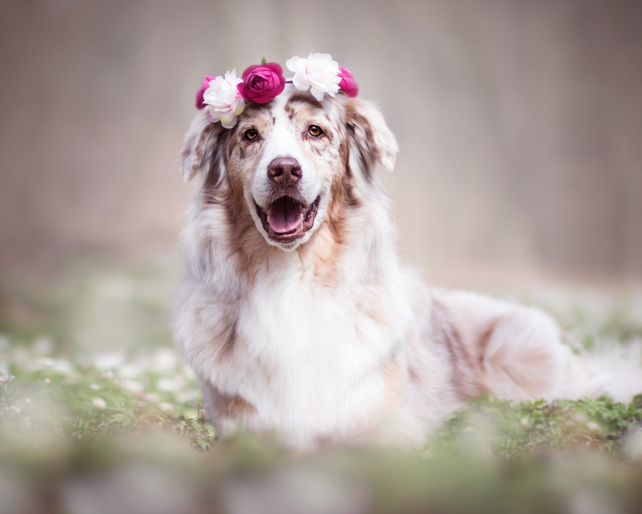 Веселая австралийская овчарка с венком на голове