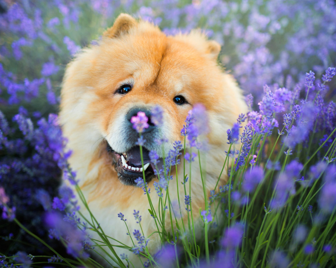 Чау-чау. Чао-Чао собака. Чау чау Чиф. Чау чау язык