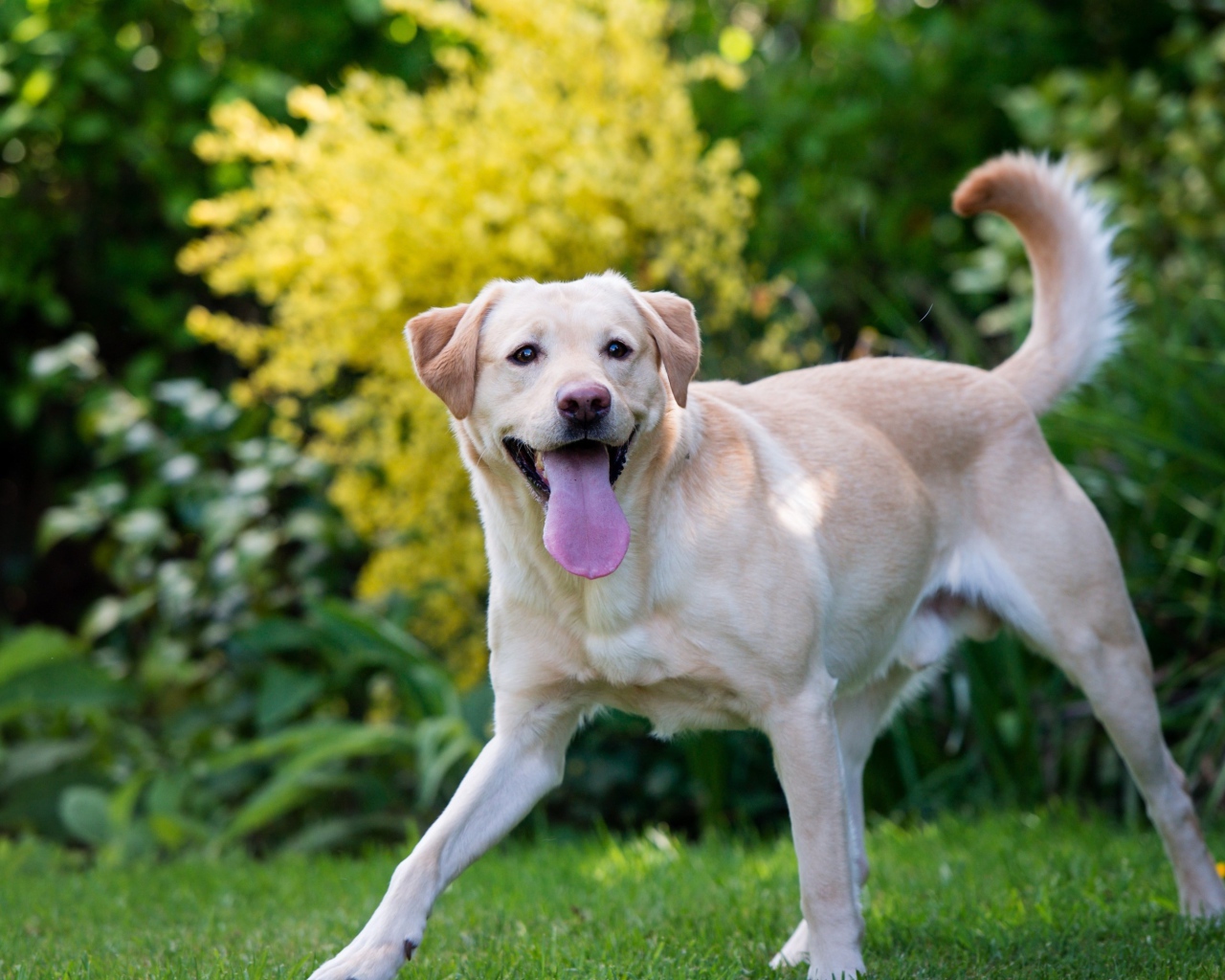 Веселый золотистый ретривер с высунутым языком 