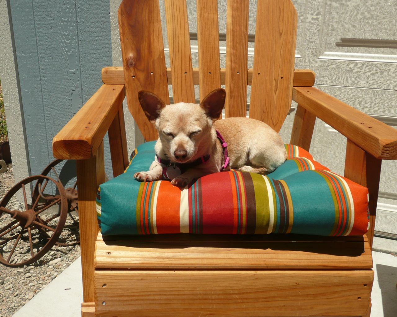 Чихуахуа спит в кресле