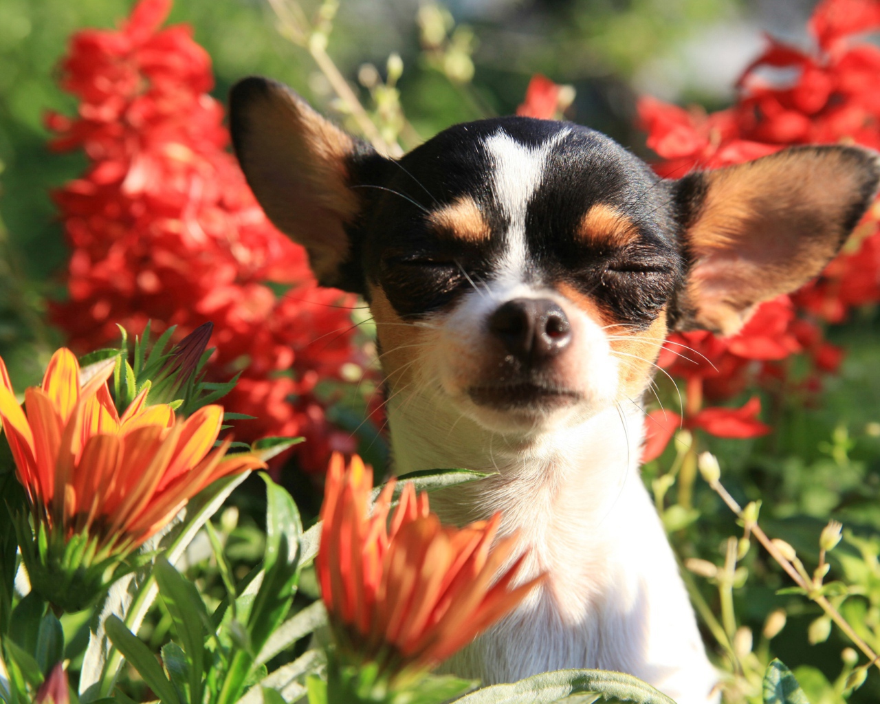 Собака породы чихуахуа с закрытыми глазами в цветах 