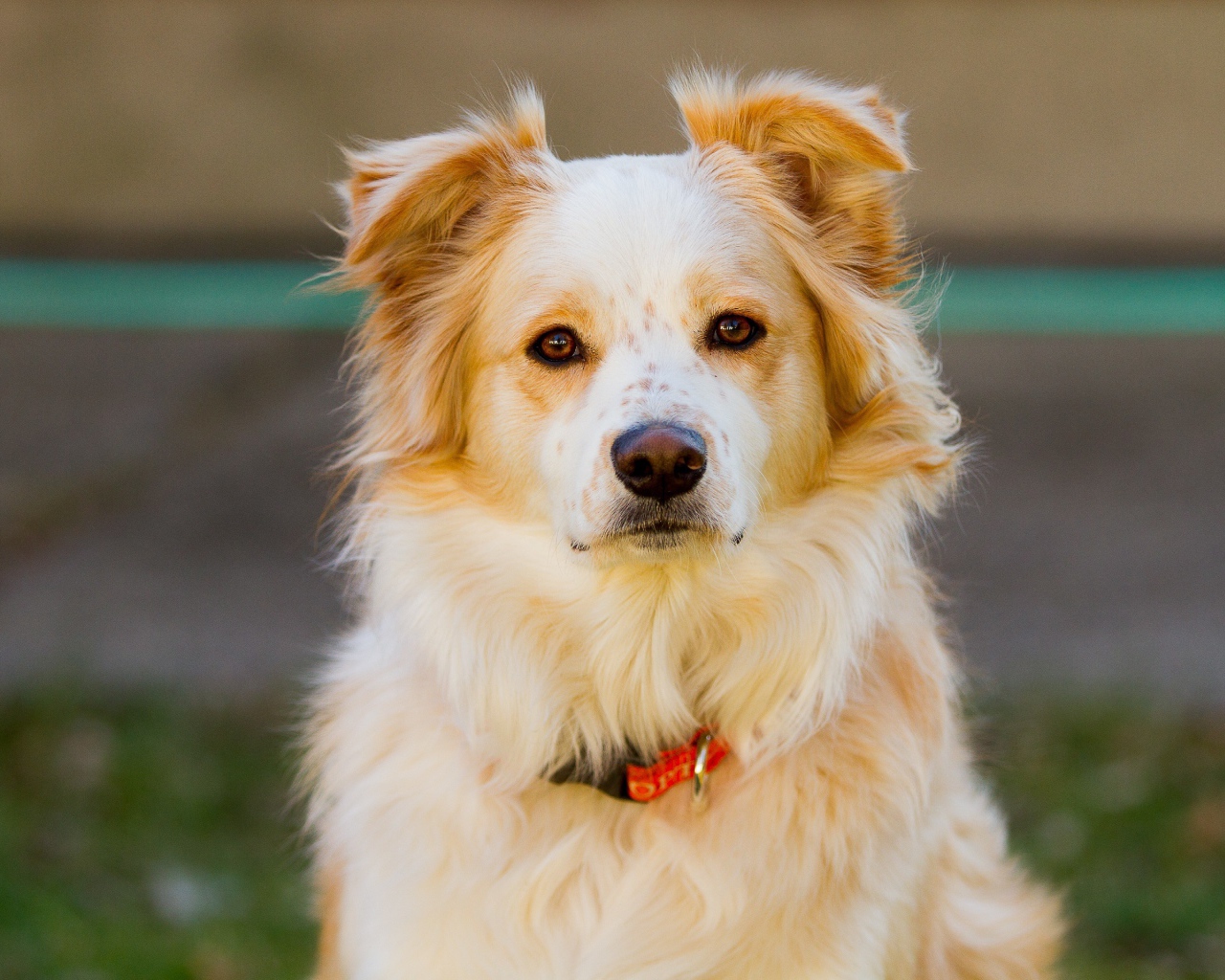 Умная собака с ошейником