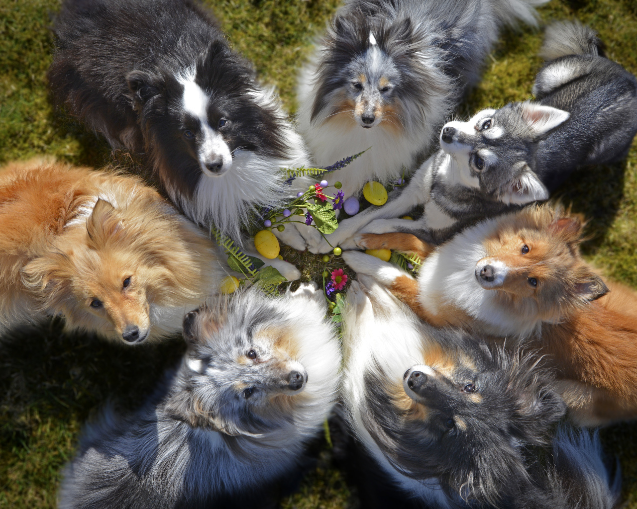 Собаки породы колли смотрят вверх